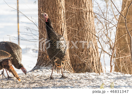 Eastern Wild Turkey hen in a snowy wooded yard. 46831347