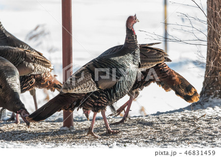 Eastern Wild Turkey hens in a snowy woodland yard. 46831459