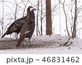 Eastern Wild Turkey hens in a snowy woodland yard. 46831462