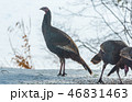 Eastern Wild Turkey hens in a snowy woodland yard. 46831463