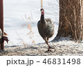 Eastern Wild Turkey hen in a snowy wooded yard. 46831498