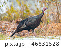 Eastern Wild Turkey hen in a woodland yard. 46831528