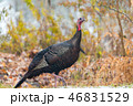 Eastern Wild Turkey hen in a woodland yard. 46831529