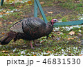 Eastern Wild Turkey hen in a woodland yard. 46831530