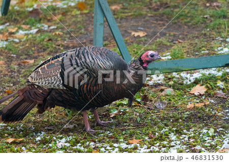 Eastern Wild Turkey hen in a woodland yard. Eastern Wild Turkey hen in a woodland yard. 46831530