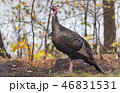 Eastern Wild Turkey hen in a woodland yard. 46831531