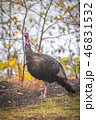 Eastern Wild Turkey hen in a woodland yard. 46831532