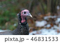 Eastern Wild Turkey hen in a woodland yard. 46831533