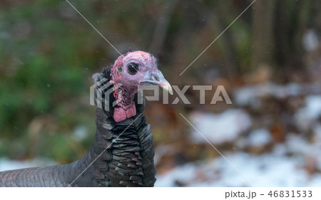 Eastern Wild Turkey hen in a woodland yard. 46831533
