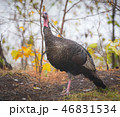 Eastern Wild Turkey hen in a woodland yard. 46831534