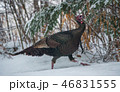 Eastern Wild Turkey hen in a woodland yard. 46831555