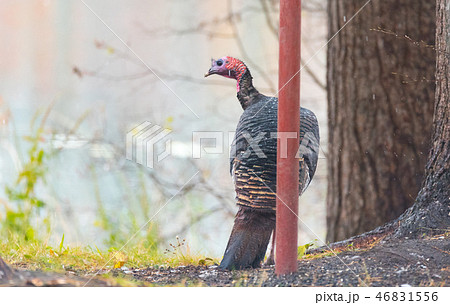Eastern Wild Turkey hen in a woodland yard. Eastern Wild Turkey hen in a woodland yard. 46831556
