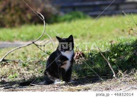 猫・野良猫・錆柄・メス・可愛い・命名・クロちゃん・散歩・快晴・十二月 46832014