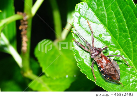 オオトビサシガメ オオトビサシガメ 46832492