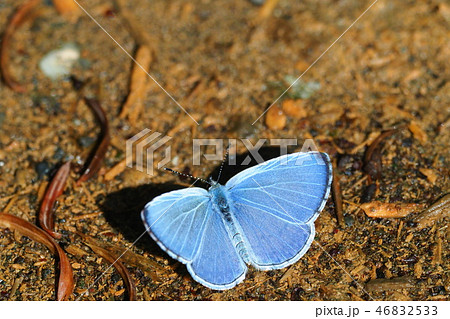 ルリシジミ（オス） 46832533