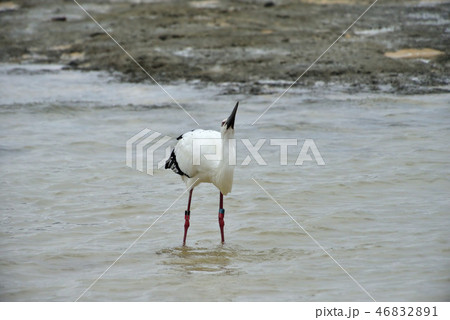 宮古島/コウノトリ 宮古島/コウノトリ 46832891