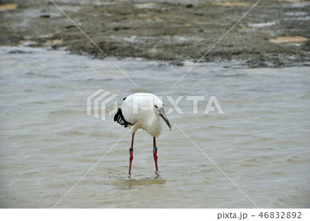 宮古島/コウノトリ 宮古島/コウノトリ 46832892