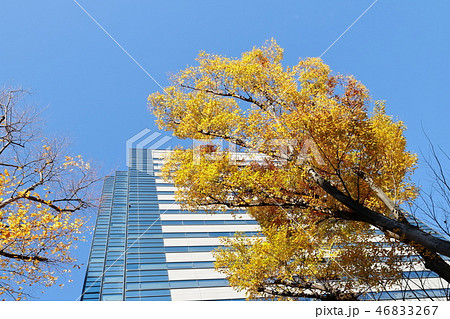 武蔵小杉駅前風景　紅葉 46833267