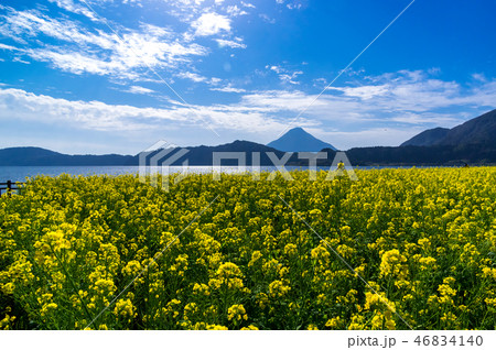 池田湖の菜の花畑 46834140