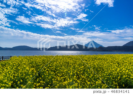 池田湖の菜の花畑 46834141