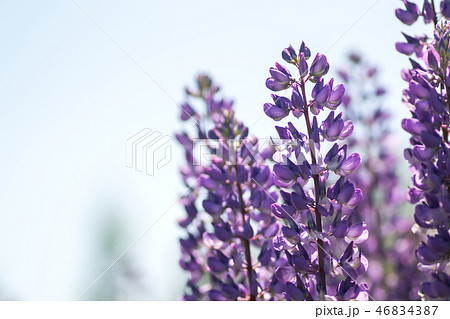 Blooming lupine flowers. A field of lupines Blooming lupine flowers. A field of lupines 46834387