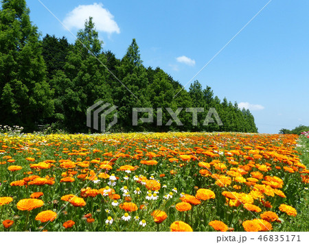 青山ハーブ園のポットマリーゴールド 青山ハーブ園のポットマリーゴールド 46835171