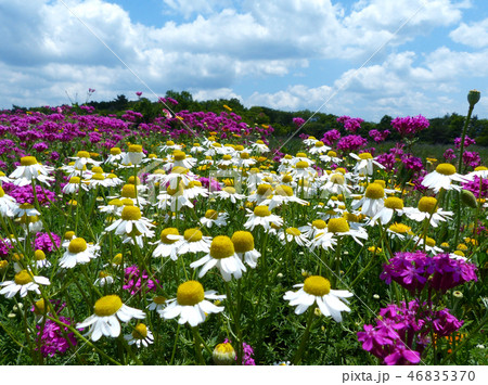 カモミール香る青山ハーブ園 カモミール香る青山ハーブ園 46835370