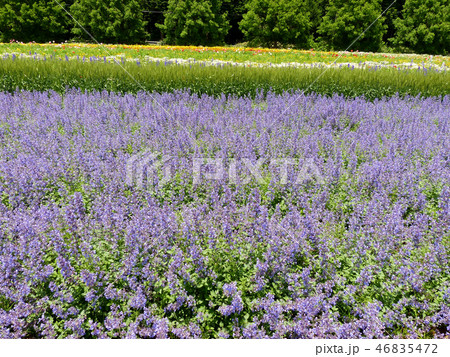 青山ハーブ園のキャットミント 青山ハーブ園のキャットミント 46835472