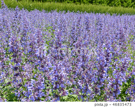 青山ハーブ園のキャットミント 青山ハーブ園のキャットミント 46835473