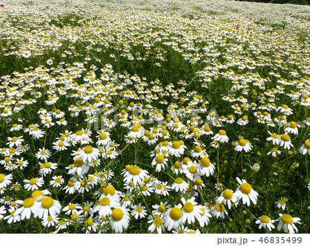カモミール香る青山ハーブ園 カモミール香る青山ハーブ園 46835499