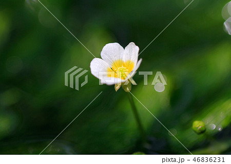 ミシマバイカモ（三島梅花藻）の花 46836231