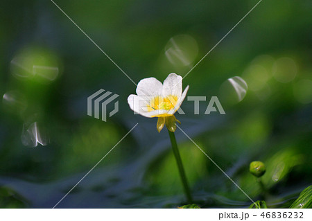 ミシマバイカモ（三島梅花藻）の花 46836232