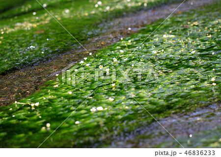 ミシマバイカモ（三島梅花藻）の花 46836233