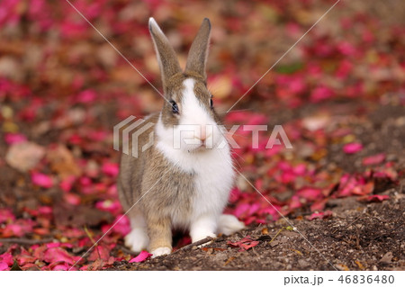 ウサギ 46836480