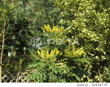 細葉ヒイラギナンテンとも言うマホニアの黄色い花 46836770