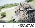 かっこいい羊の横顔 46836780