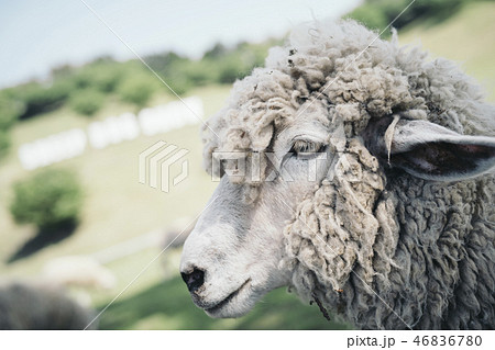 かっこいい羊の横顔の写真素材