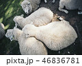 3匹の羊がくっついている 46836781