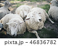 3匹の羊がくっついている 46836782