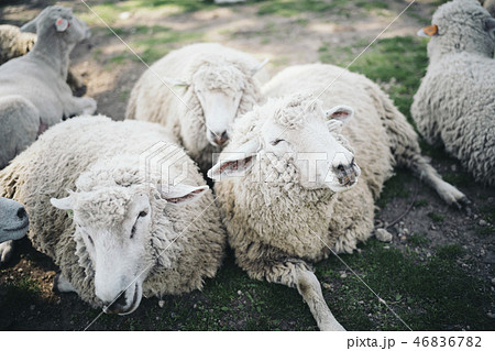 3匹の羊がくっついているの写真素材 [46836782] - PIXTA