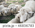 たくさんの羊がいる 46836783