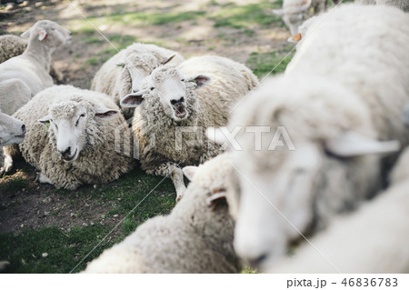 たくさんの羊がいる 46836783