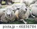 2匹の羊がくっついている 46836784