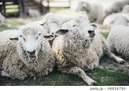 2匹の羊がくっついている 46836784