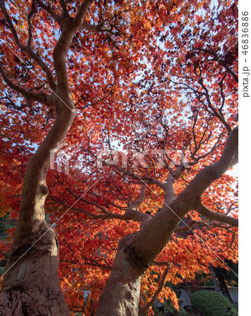 大澤寺の紅葉 大澤寺の紅葉 46836886