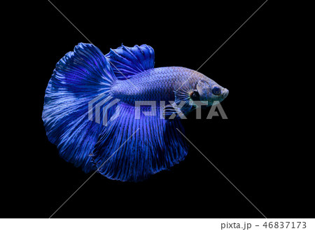 blue siamese fighting fish, betta splendens 46837173