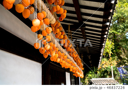 干し柿 干し柿 46837226