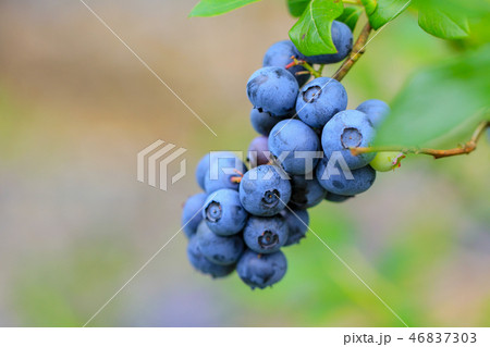 たわわに実ったブルーベリーの実、食べごろ 46837303