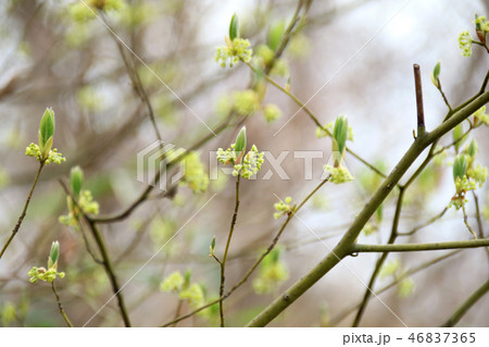 木の芽時 46837365