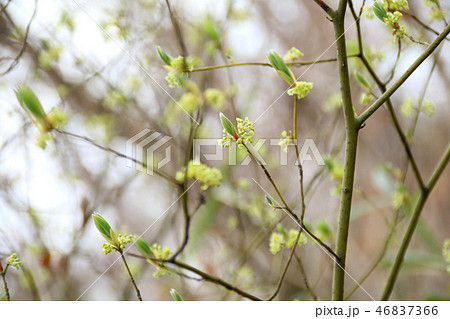 木の芽時 木の芽時 46837366